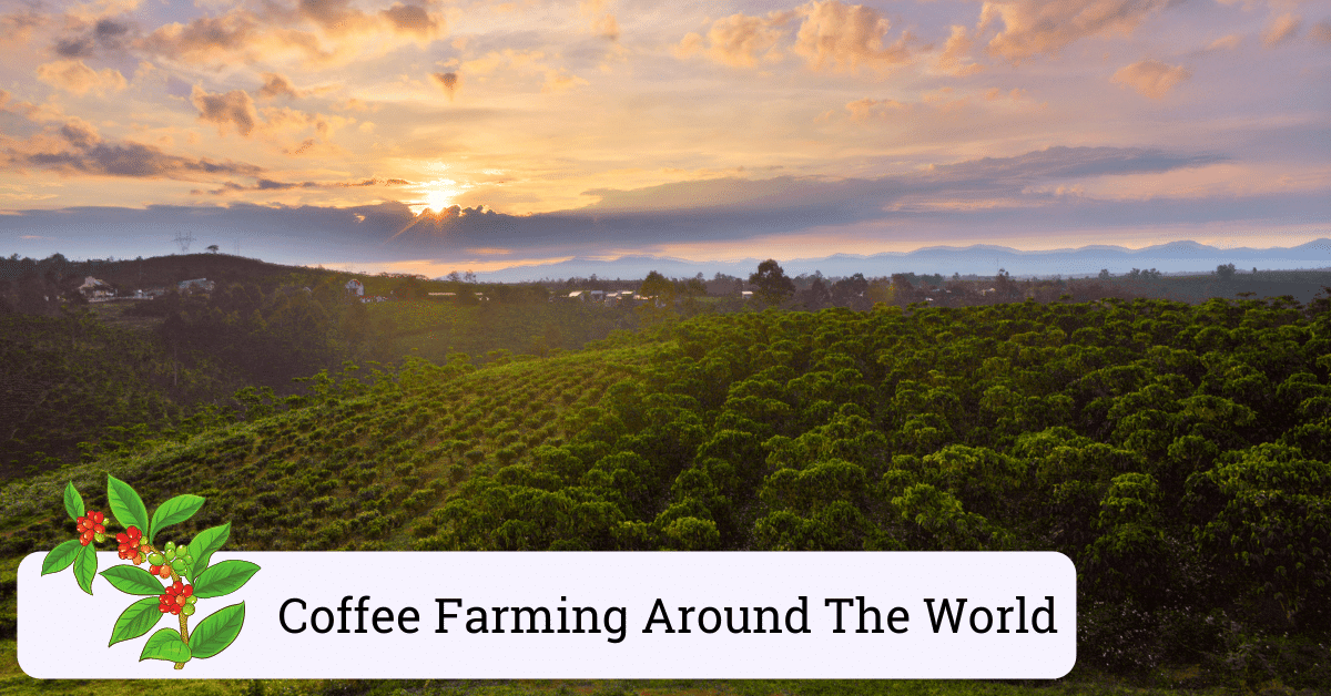 where do coffee beans come from