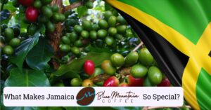 Photo of coffee fruits with Jamaican flag